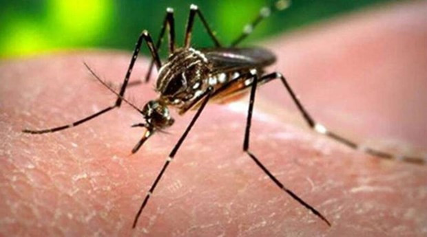 An Do phat hien truong hop mot phu nu mang thai nhiem virus Zika hinh anh 1