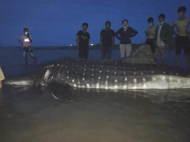 Clip: Phát hiện cá lạ nặng hơn một tấn trôi dạt vào bãi biển ở Nghệ An - Ảnh 2.