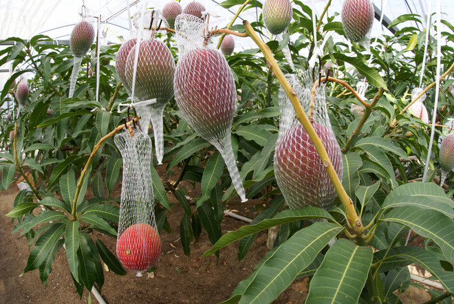 Vườn xoài đắt đỏ nhất Nhật Bản được nâng như nâng trứng, hứng như hứng hoa, giá 2.300.000 đồng/kg! - Ảnh 2.