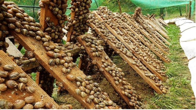 Cả trang trại bị ốc sên tàn phá nhưng người chủ vẫn thản nhiên như không, vì sao vậy? - Ảnh 2. Cả trang trại bị ốc sên tàn phá nhưng người chủ vẫn thản nhiên như không, vì sao vậy? - Ảnh 2.