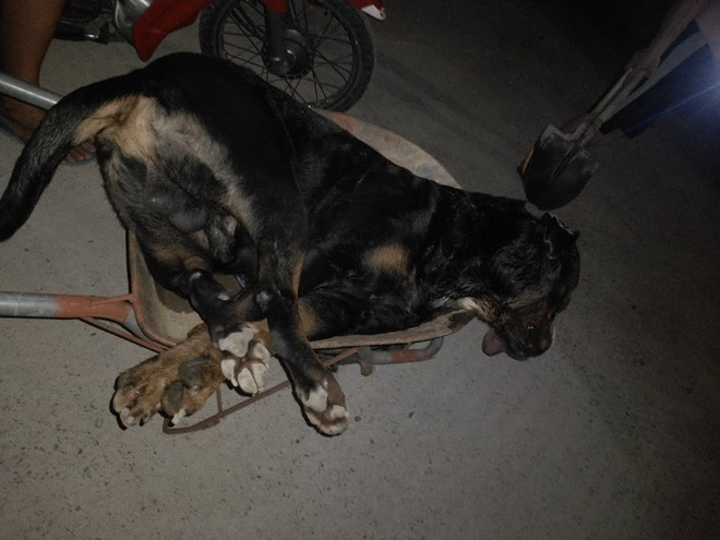 Chó Pitbull nặng gần 60kg ở Nghệ An bị rắn độc cắn chết sau 10 phút, đây là loài rắn gì? - Ảnh 4.