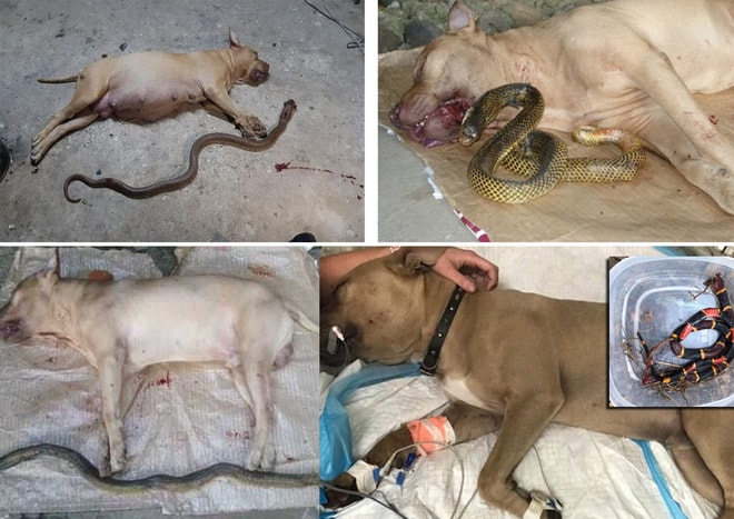 Tại sao khi đối đầu với các loài rắn độc, vua chó chọi Pitbull lại thường thất thế hay bị giết chết? - Ảnh 2. Tại sao khi đối đầu với các loài rắn độc, vua chó chọi Pitbull lại thường thất thế hay bị giết chết? - Ảnh 2.