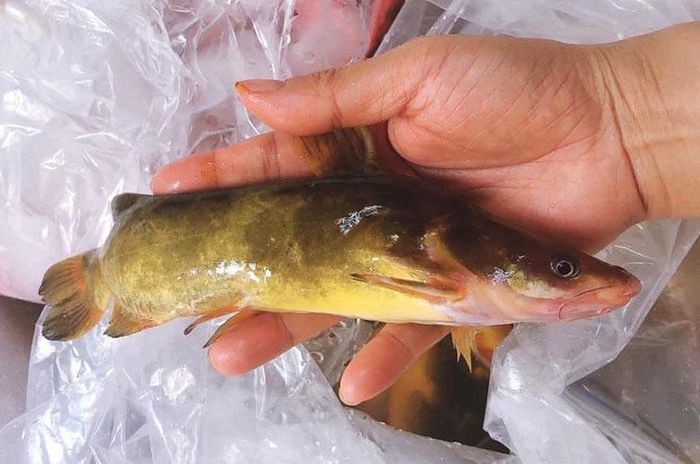 Của hiếm sông Đà: Loài cá vàng óng, muốn ăn phải đặt trước nửa năm - 2