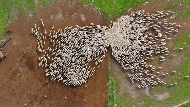 Khoảnh khắc ngoạn mục về đàn cừu nghìn con di chuyển trên cánh đồng - Ảnh 1.