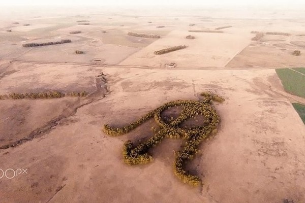 Khu vườn bạch đàn kết thành hình thù độc lạ nổi tiếng nhờ Google Earth - Ảnh 2.