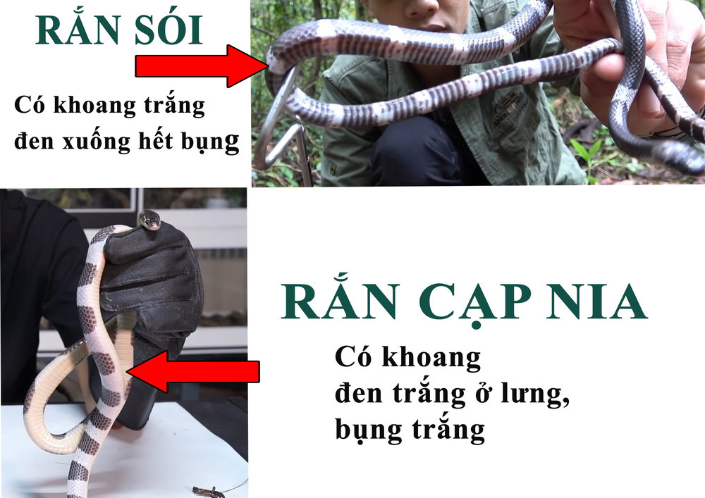 Rắn cạp nia bò lên màn trong giường ngủ: Cẩn thận lỗ thông gió và cửa sổ gần giường! - Ảnh 5.