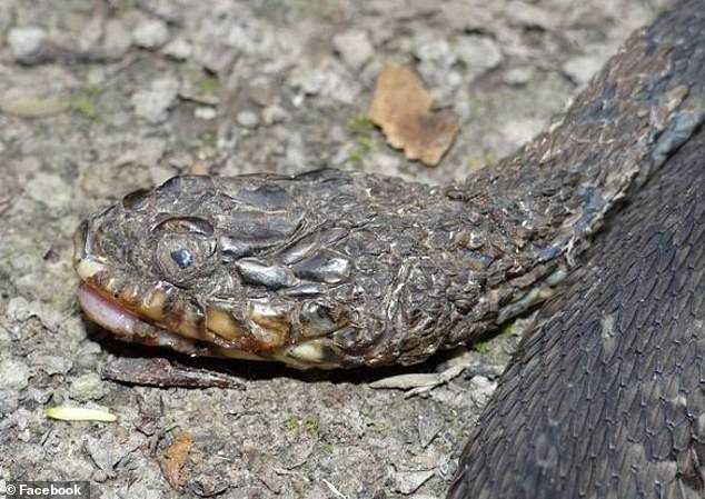Hàng triệu con rắn đang đối diện với nguy cơ mù loà do căn bệnh lạ biến rắn thành xác ướp - Ảnh 2.