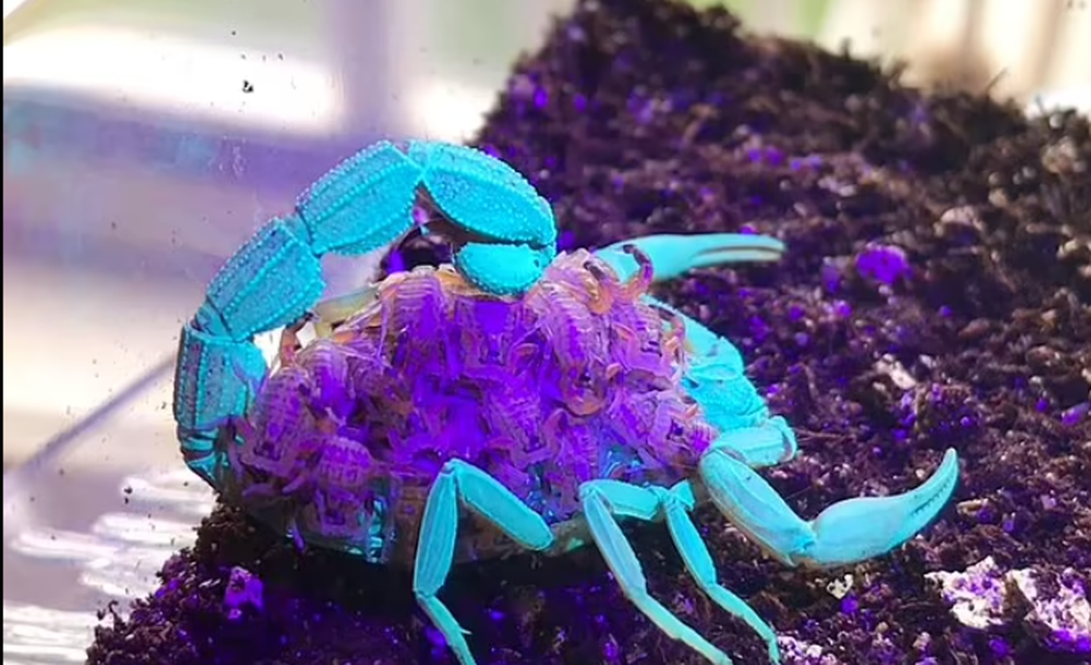Hình ảnh tuyệt đẹp bọ cạp nâu chuyển màu xanh tím dưới tia UV - Ảnh 2.