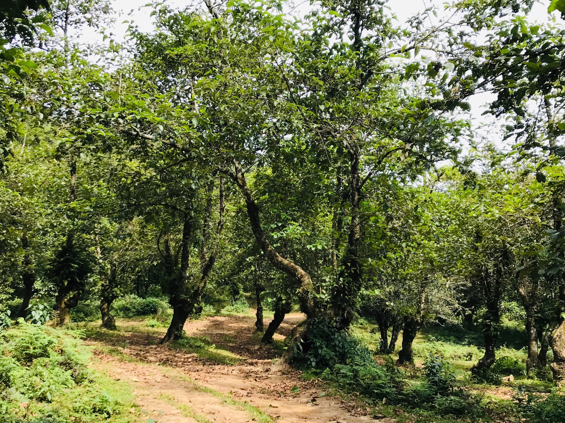 Những rừng cây kỳ bí - 1