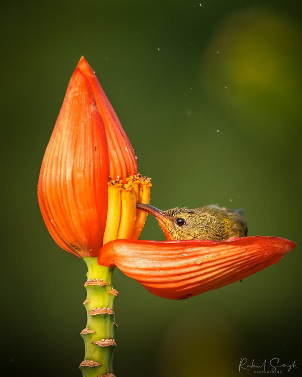 Chim hút mật no nê rồi ngả lưng ngủ trên cánh hoa, khoảnh khắc chỉ có một lần trong đời - Ảnh 5.