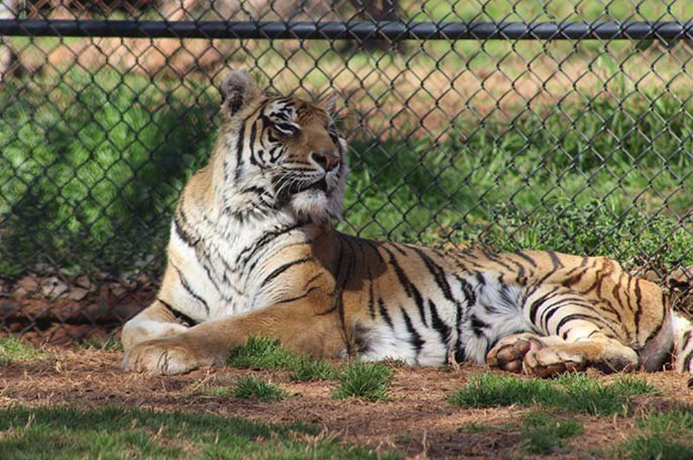 Con hổ sống lâu nhất thế giới sống trong khu bảo tồn, ăn bằng ‘đĩa bạc’, có hồ bơi riêng - Ảnh 1.