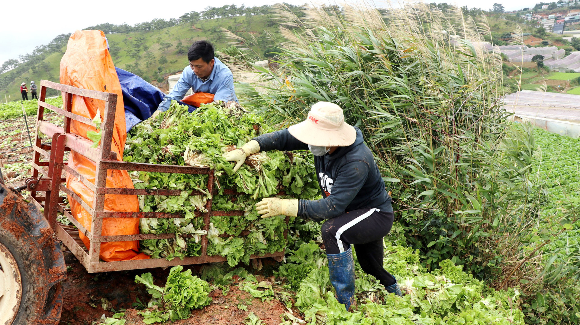 Xót xa nông dân Đà Lạt nhổ bỏ hàng chục tấn rau, hoa vì không bán được - Ảnh 5.