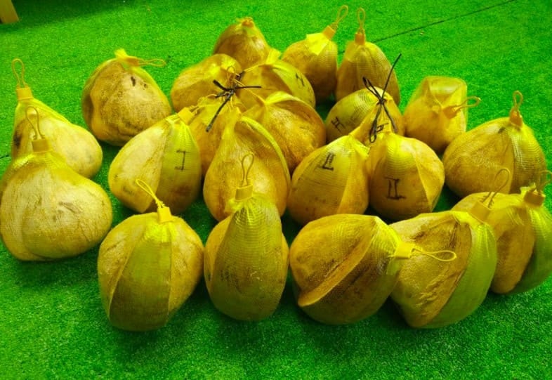 Loại dừa giá lên tới 300.000 đồng/quả có gì đặc biệt? - Hình 6 Loai dua gia len toi 300.000 dong/qua co gi dac biet?-Hinh-6
