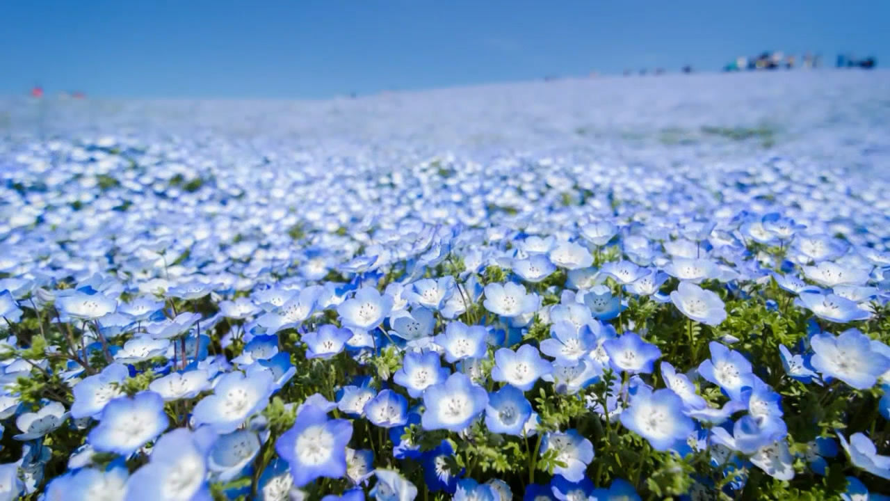 Cánh đồng hoa xanh Hitashi - Điểm du lịch 