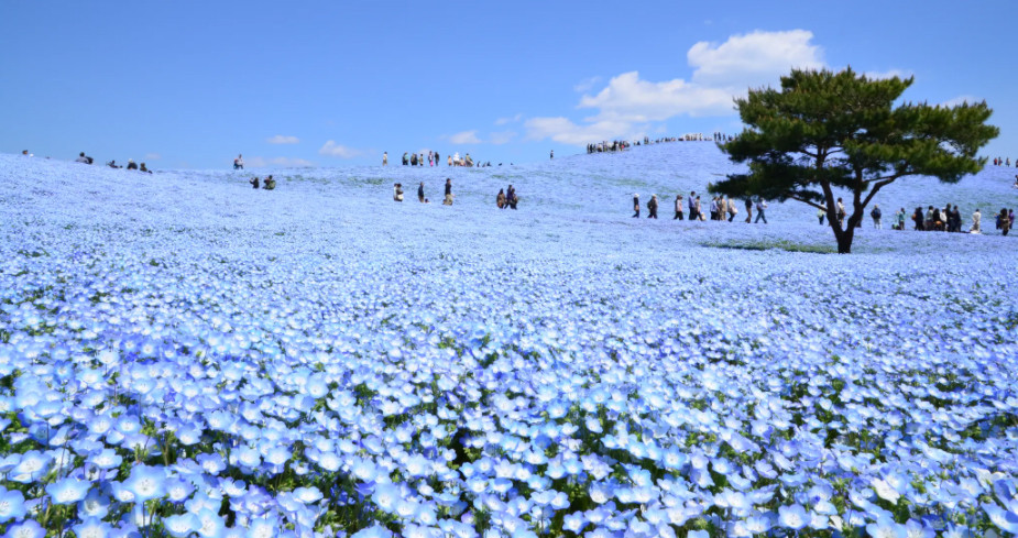 Cánh đồng hoa xanh Hitashi - Điểm du lịch 