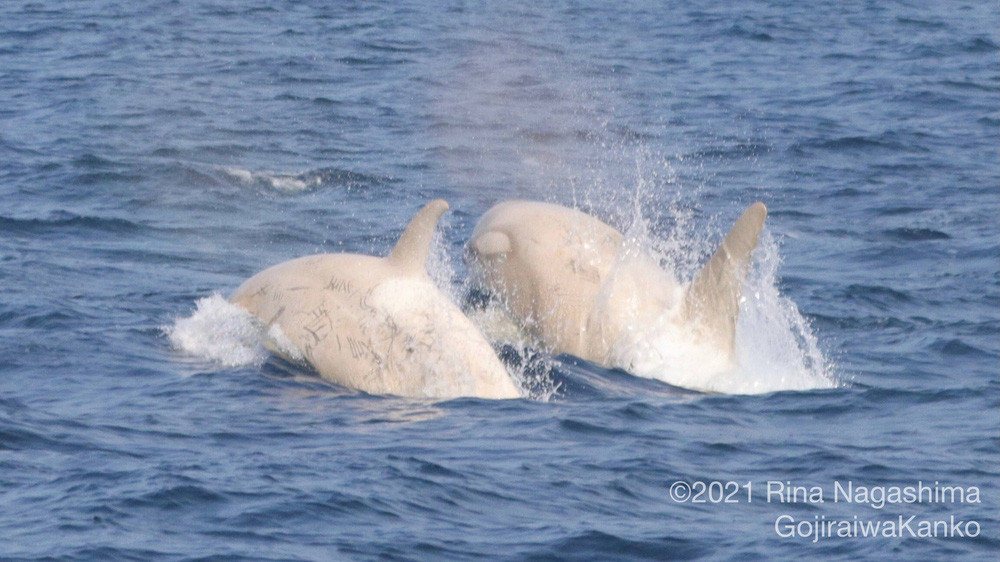 Phát hiện cặp cá voi sát thủ trắng quý hiếm ngoài khơi bờ biển Nhật Bản - Ảnh 1.