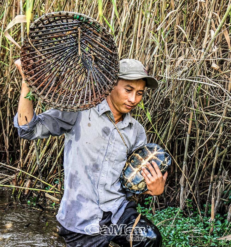 U Minh Hạ vào mùa đặt lọp bắt cá, rùa, rắn... - 1