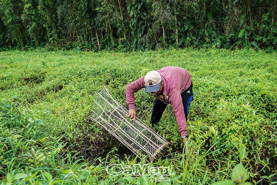 U Minh Hạ vào mùa đặt lọp bắt cá, rùa, rắn... - 3