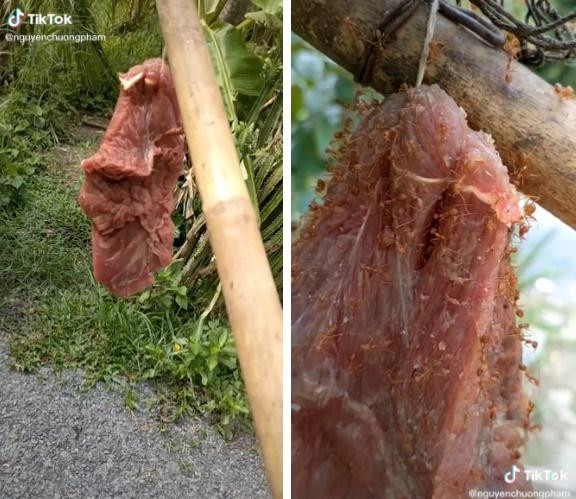 Đặc sản rất dị ở Việt Nam: Thịt bò treo lên cây, đợi kiến bu đầy mới ăn-1