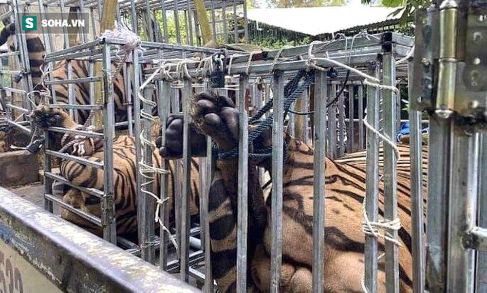 Cận cảnh chuồng trại nuôi nhốt 17 con hổ vừa bị công an triệt phá-10