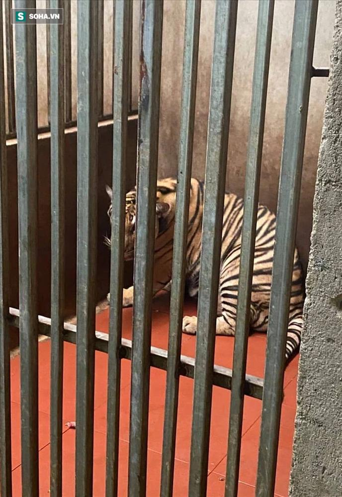 Cận cảnh chuồng trại nuôi nhốt 17 con hổ vừa bị công an triệt phá-3