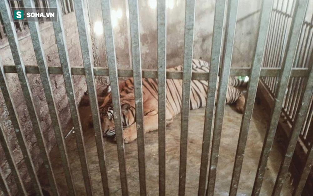 Cận cảnh chuồng trại nuôi nhốt 17 con hổ vừa bị công an triệt phá-4