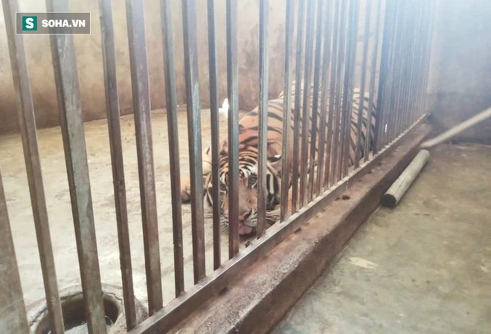 Cận cảnh chuồng trại nuôi nhốt 17 con hổ vừa bị công an triệt phá-7