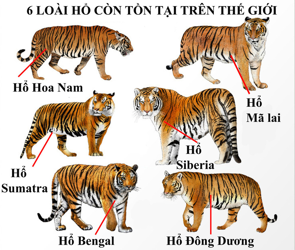 Vụ xây hầm nuôi nhốt trái phép 17 cá thể hổ ở Nghệ An, đây là loài hổ gì? - Ảnh 3.