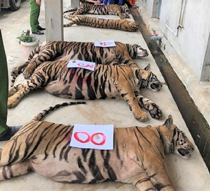 8 con hổ nuôi nhốt trong nhà dân Nghệ An được ‘giải cứu’ đã chết - 1