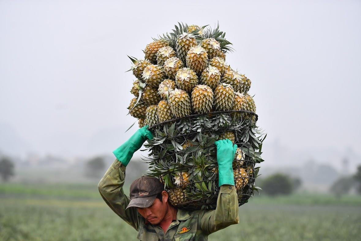 Hàng triệu tấn nông sản các tỉnh Nam Bộ, Tây Nguyên cần được tiêu thụ - 2