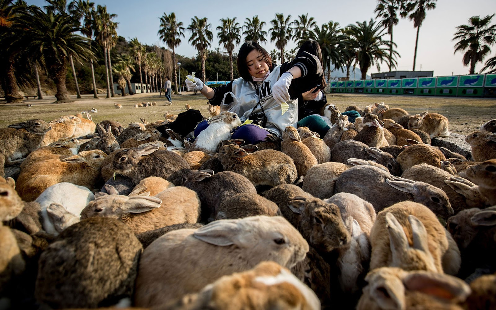 Dễ thương chịu không nổi với đảo thỏ ở Nhật Bản - 1