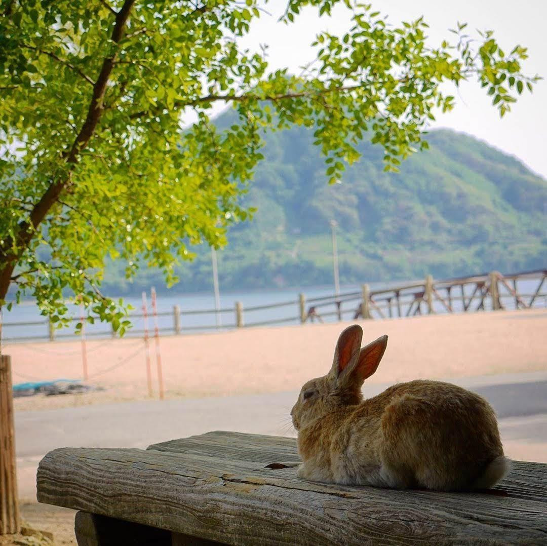 Dễ thương chịu không nổi với đảo thỏ ở Nhật Bản - 13