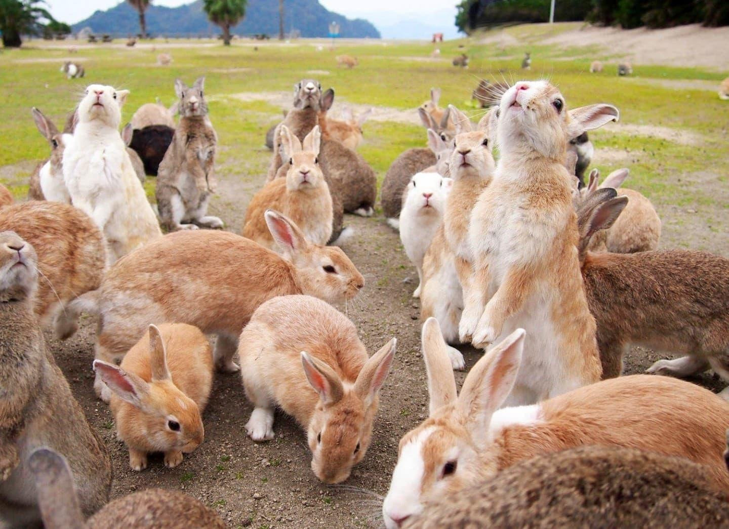 Dễ thương chịu không nổi với đảo thỏ ở Nhật Bản - 3