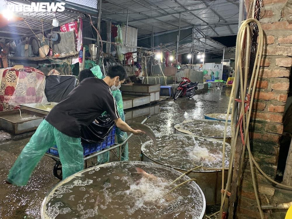 Ảnh: Chợ cá lớn nhất Hà Nội hoang vắng, tiểu thương nghỉ quá nửa vì COVID-19 - 12