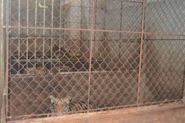Nhà công an xã nuôi nhốt hổ trái phép ở Nghệ An: ‘Đã ly thân nên tôi không biết’ - 2