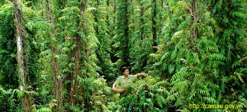 Cà Mau: Thứ rau rừng ăn chống đói ngày xưa, tên đọc hơi 