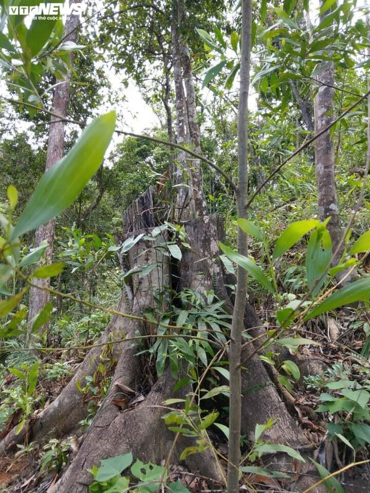 Đất rừng tự nhiên ở Thừa Thiên – Huế bị 'hô biến' thành đất trồng keo thế nào? - 2