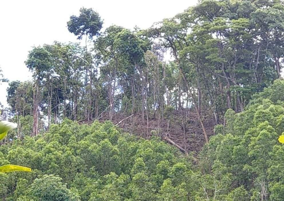 Đất rừng tự nhiên ở Thừa Thiên – Huế bị 'hô biến' thành đất trồng keo thế nào? - 1