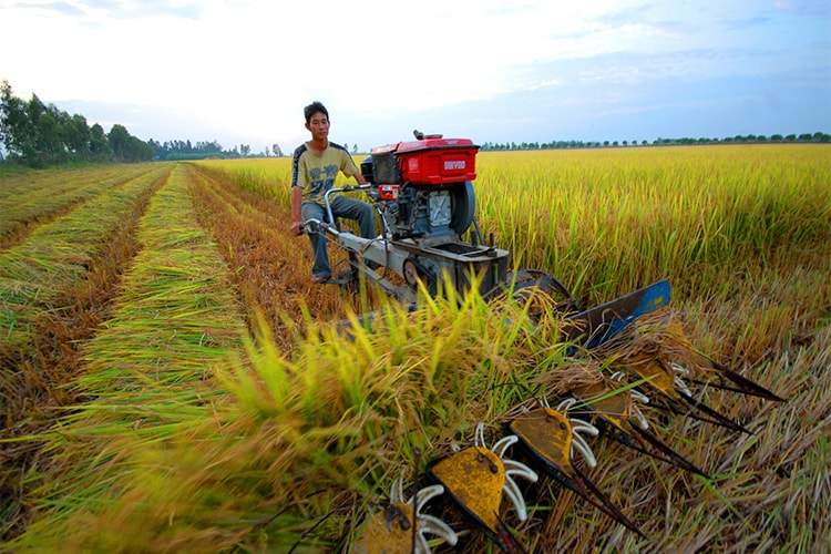 Lúa gạo tắc đường, hoả tốc xin mở 'luồng xanh' trên sông