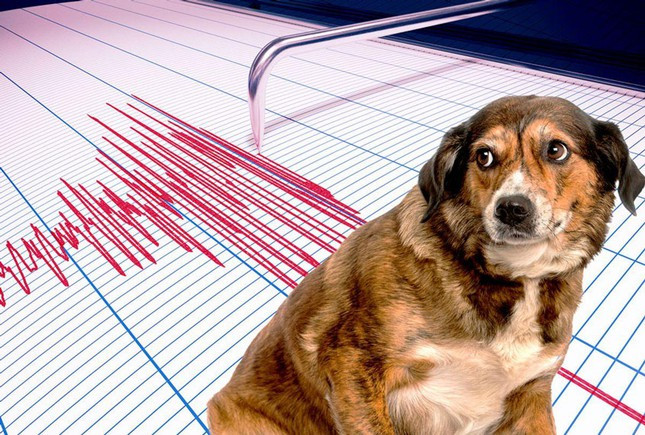 Liệu động vật có thể dự đoán được động đất? - Ảnh 1.