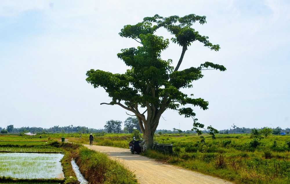 Cây vông cô đơn nổi tiếng trong phim Mắt Biếc 'cô đơn' giữa đại dịch - 10