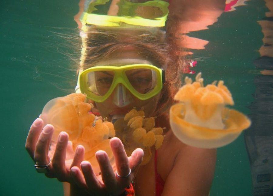 Bí ẩn hồ nước có hàng triệu con sứa nhưng khách du lịch vẫn bơi lội tung tăng - 10