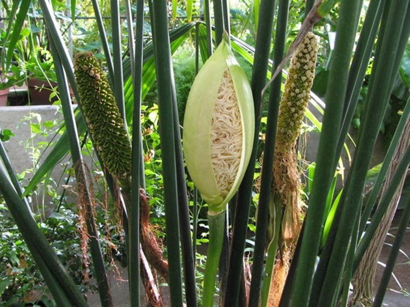 Loài cây kỳ lạ giống gói mì tôm được người Ecuador dùng làm nón  - 3
