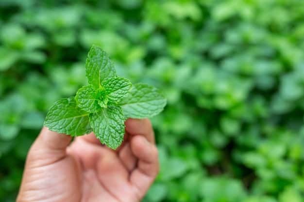 Rau bạc hà bán 350.000 đồng mỗi hộp tùy trọng lượng, dân choáng váng nghe giá mà vẫn phải cắn răng mua - Ảnh 2. Rau bạc hà bán 350.000 đồng mỗi hộp tùy trọng lượng, dân choáng váng nghe giá mà vẫn phải cắn răng mua - Ảnh 2.