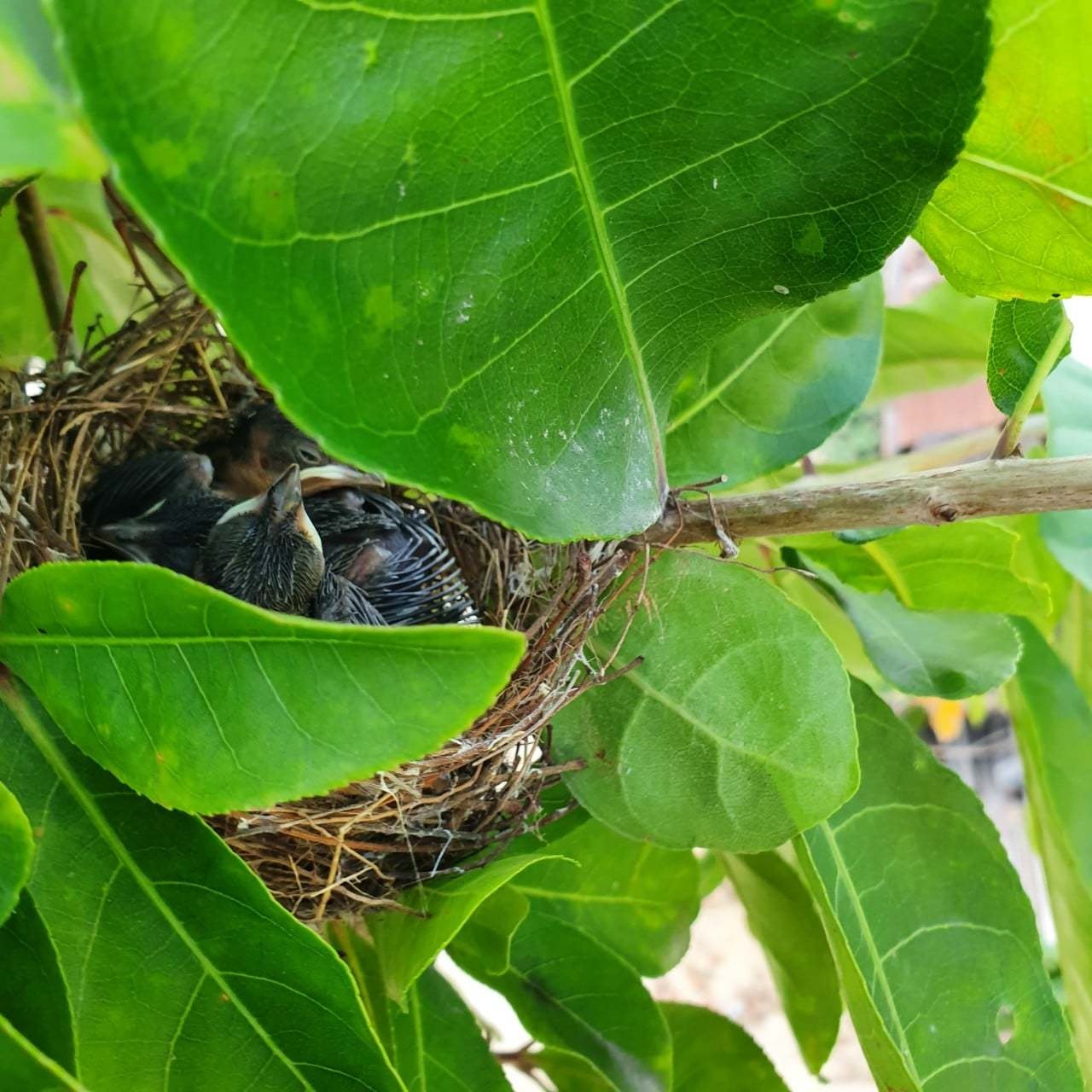 Thiên đường gói gọn trong ngôi nhà có kiến trúc đặc biệt giữa làng