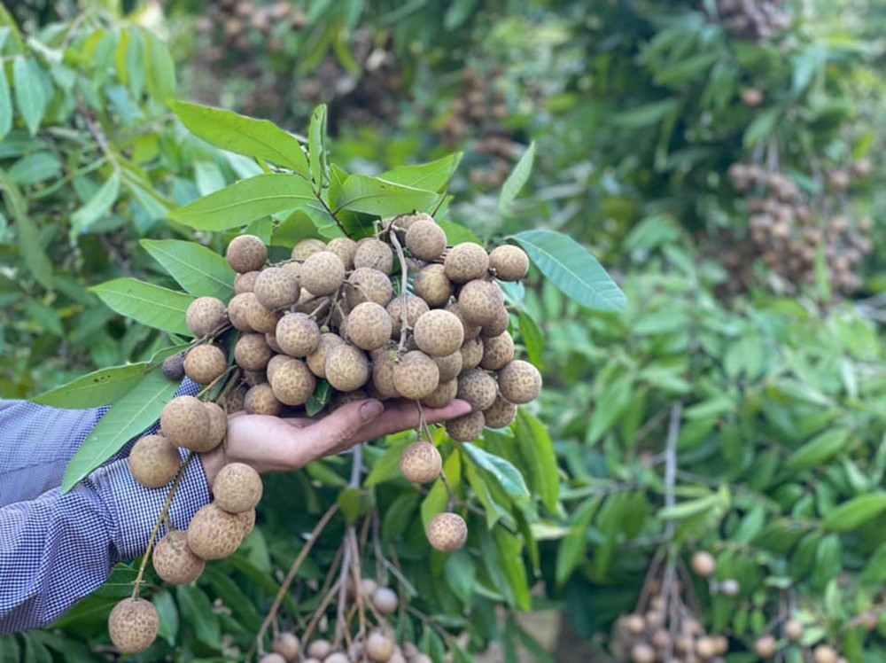 Ngay Hà Nội, giải cứu nhãn rẻ chưa từng có, 10 nghìn/kg không ai mua