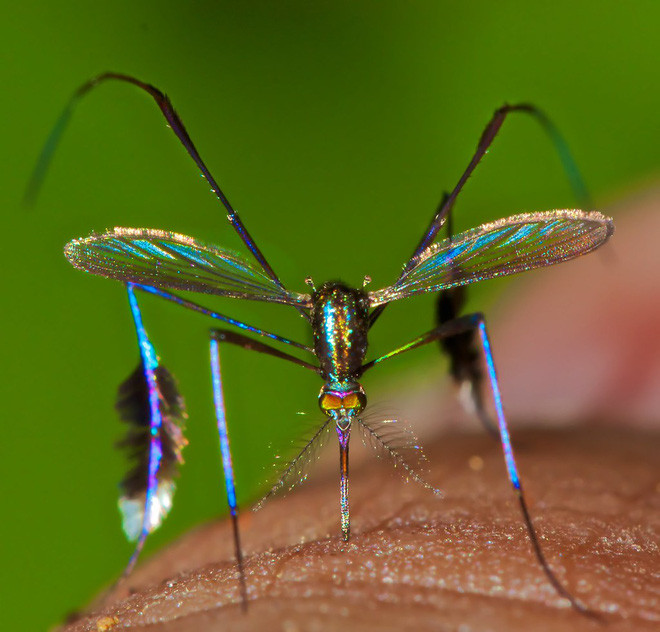 Loài muỗi có ngoại hình sang chảnh bảnh bao nhất giới động vật, kiêu sa đến độ phải rình cả tuần mới chụp được 1 con - Ảnh 6.
