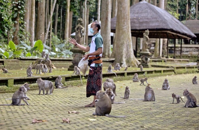 Vắng khách du lịch, khỉ Bali vào nhà dân kiếm ăn - 1