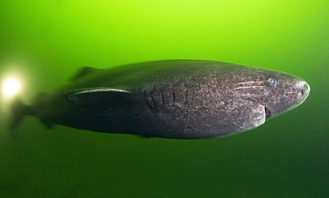 Loài cá mập thọ nhất thế giới: Sống trăm năm mà vẫn chưa đến tuổi dậy thì! - Ảnh 1.