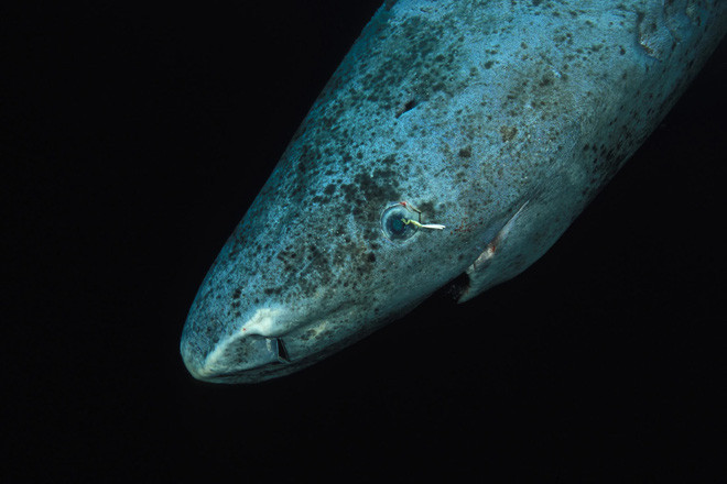 Loài cá mập thọ nhất thế giới: Sống trăm năm mà vẫn chưa đến tuổi dậy thì! - Ảnh 5.
